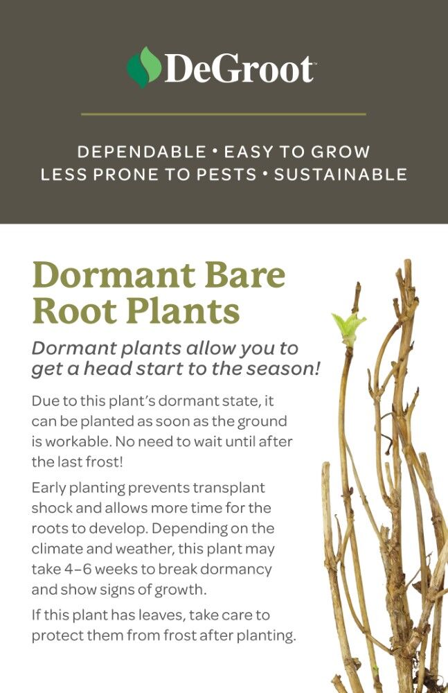 DeGroot Hummingbird Vine