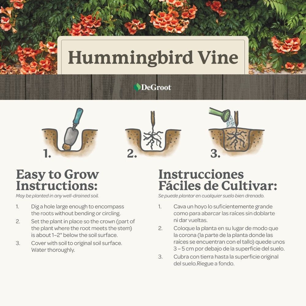 DeGroot Hummingbird Vine