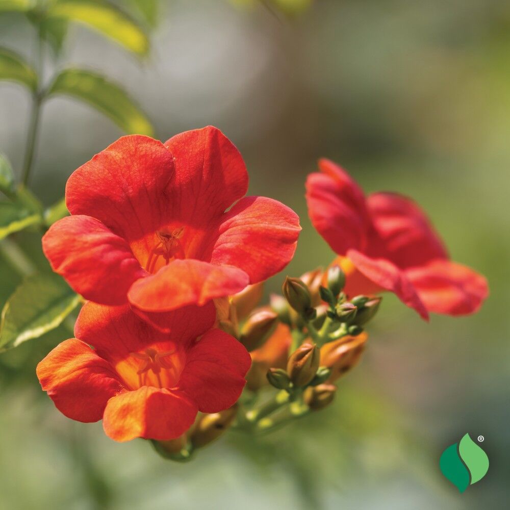 DeGroot Hummingbird Vine