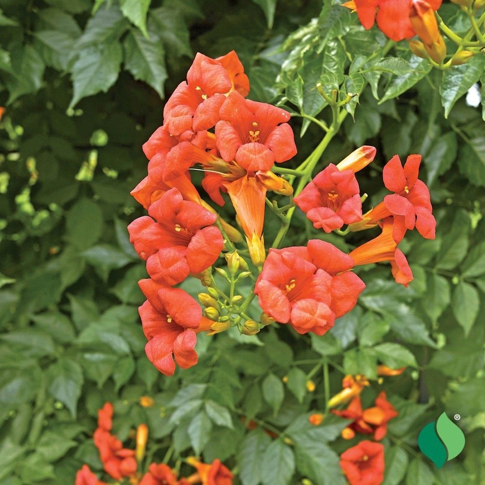 DeGroot Hummingbird Vine