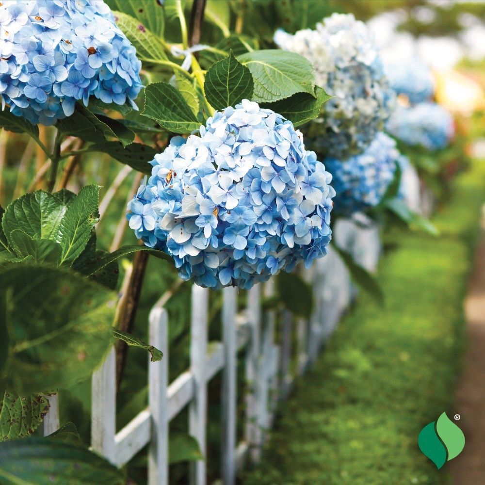 DeGroot Hydrangea, Nikko Blue