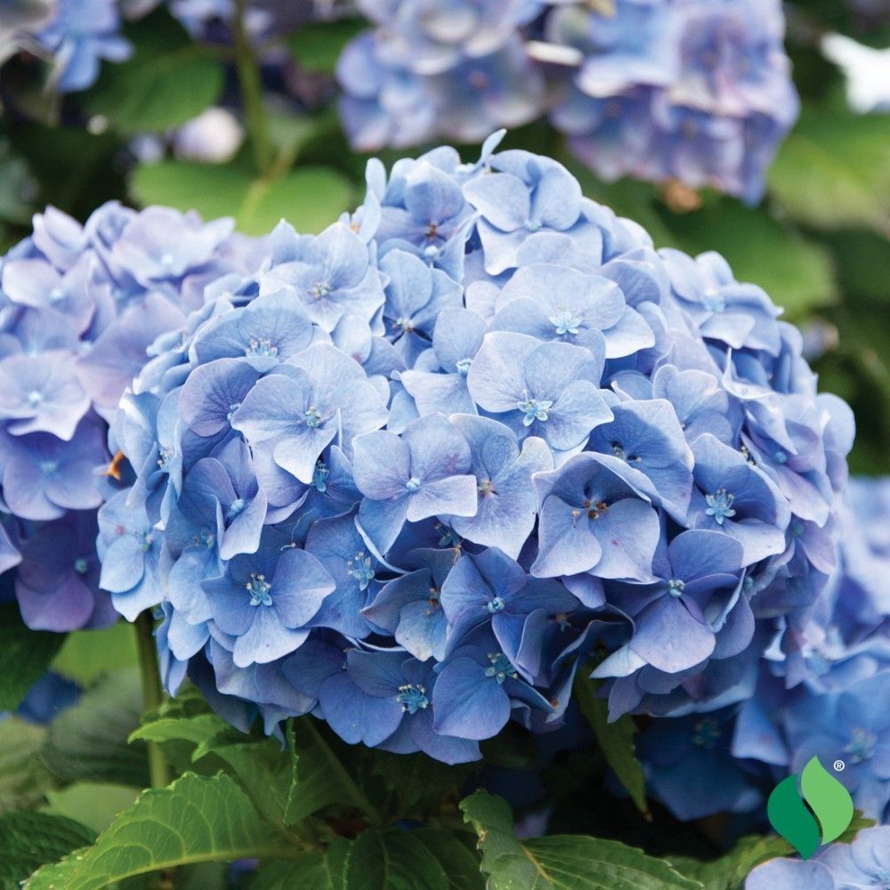 DeGroot Hydrangea, Nikko Blue