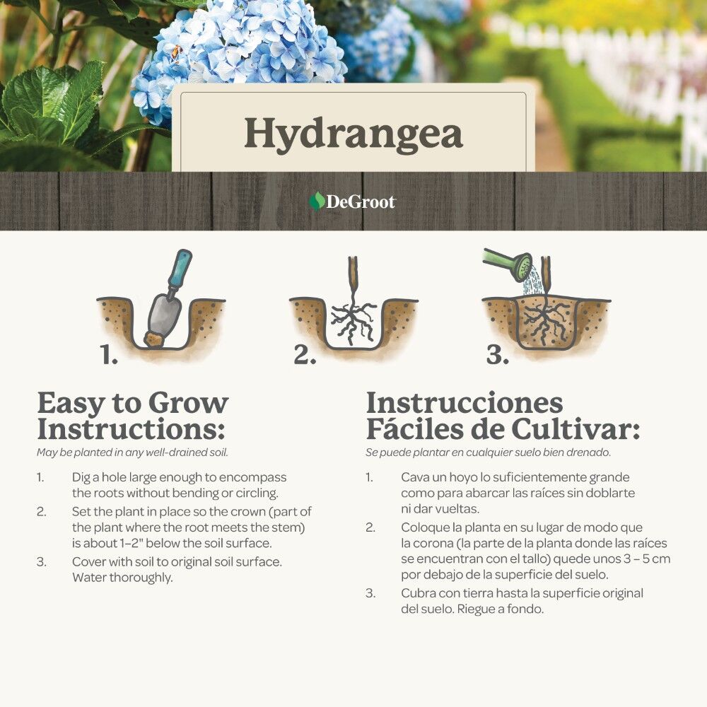 DeGroot Hydrangea, PeeGee