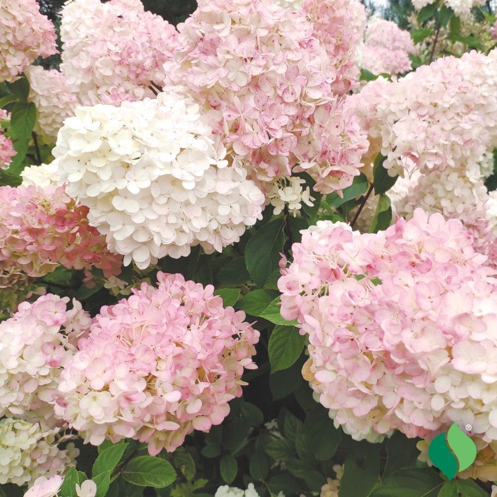 DeGroot Hydrangea, PeeGee