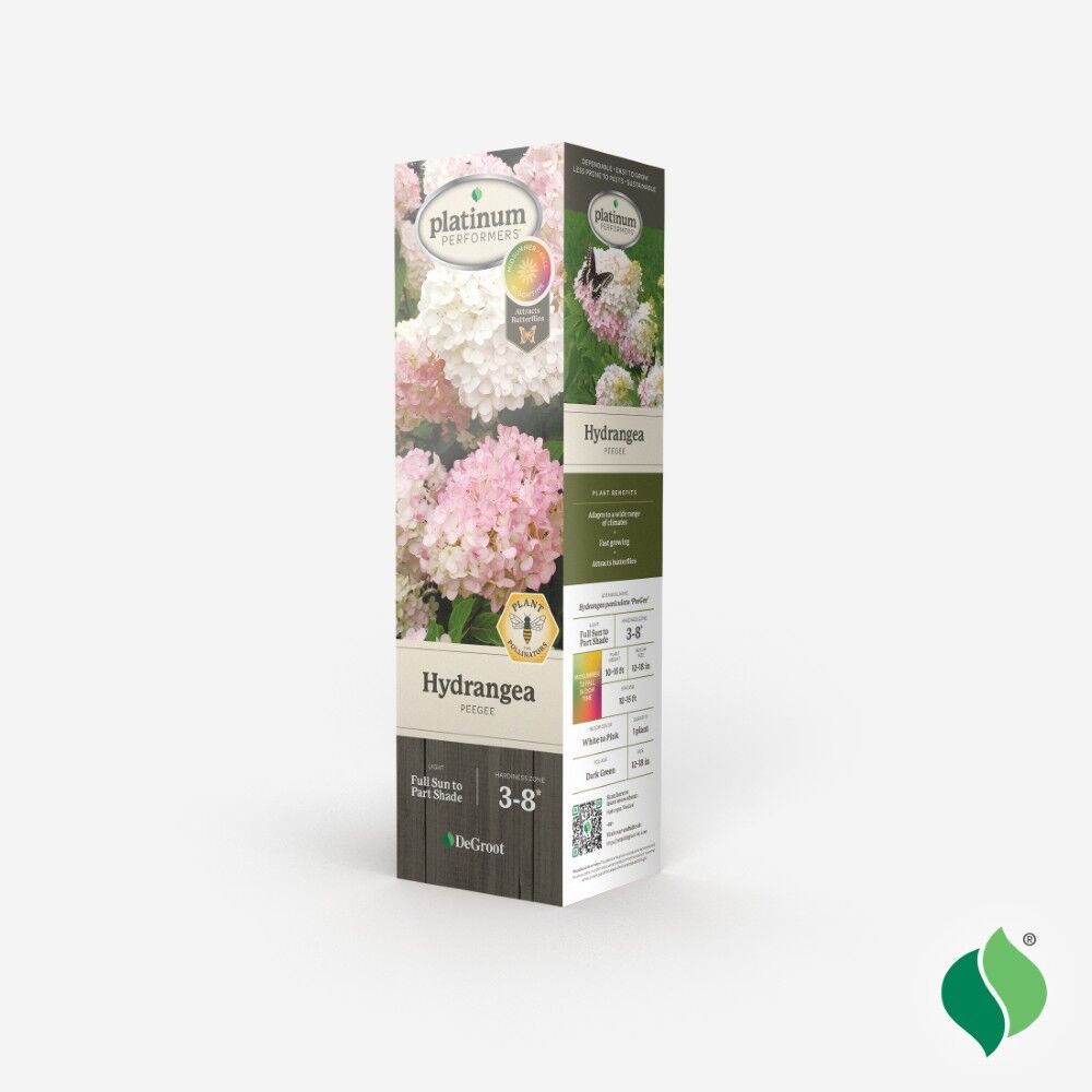 DeGroot Hydrangea, PeeGee