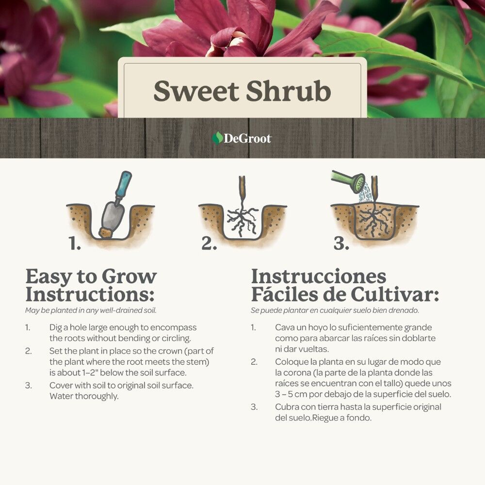 DeGroot Sweet Shrub
