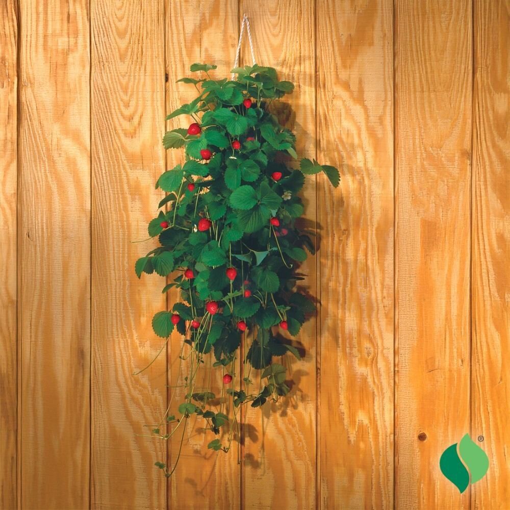 DeGroot Strawberry, Bag O' Blooms