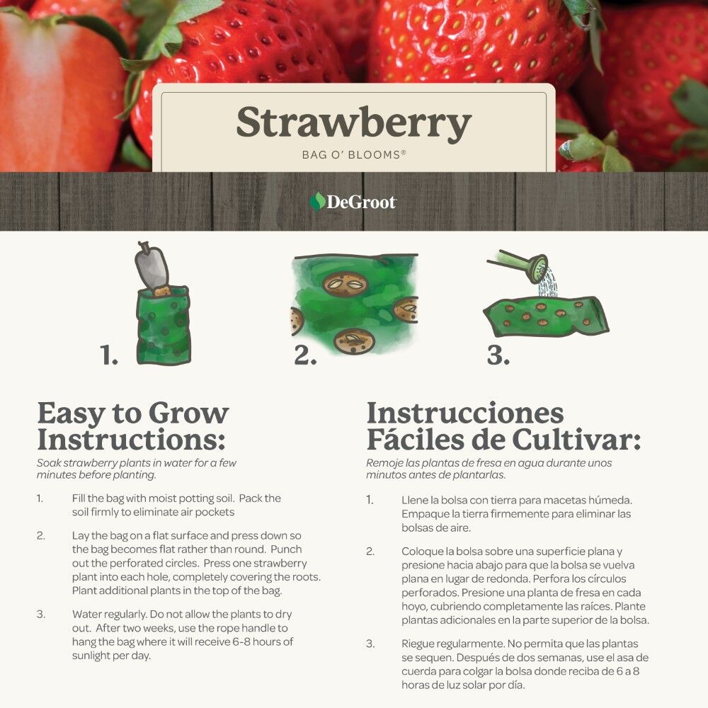 DeGroot Strawberry, Bag O' Blooms