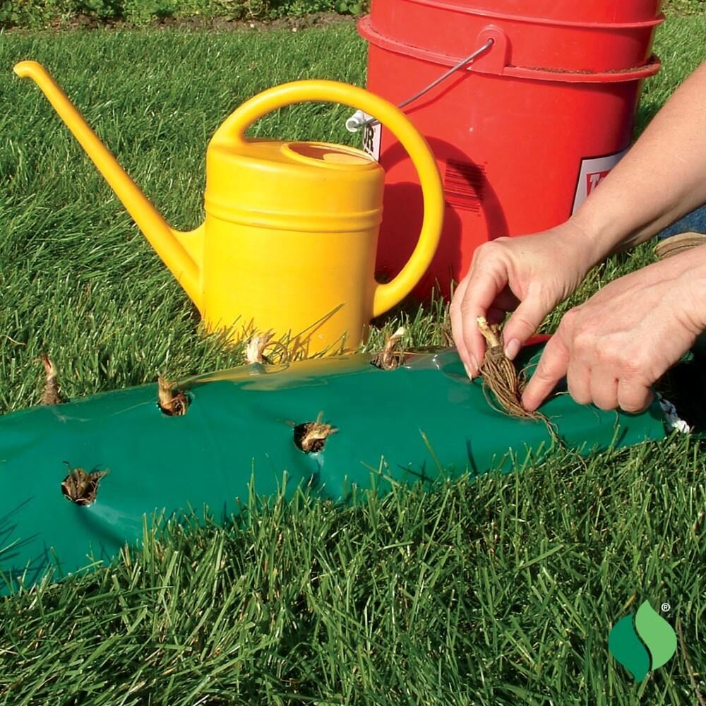 DeGroot Strawberry, Bag O' Blooms