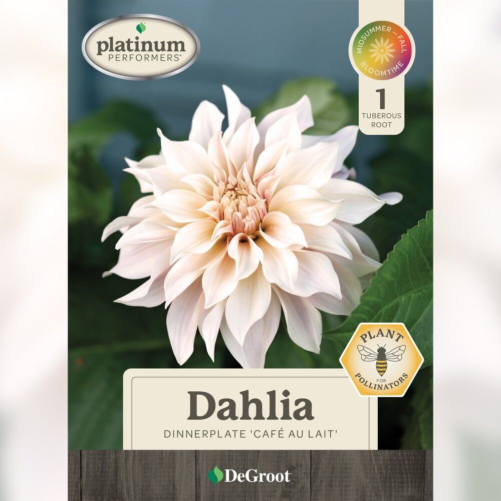 DeGroot Dahlia Dinnerplate, Café Au Lait