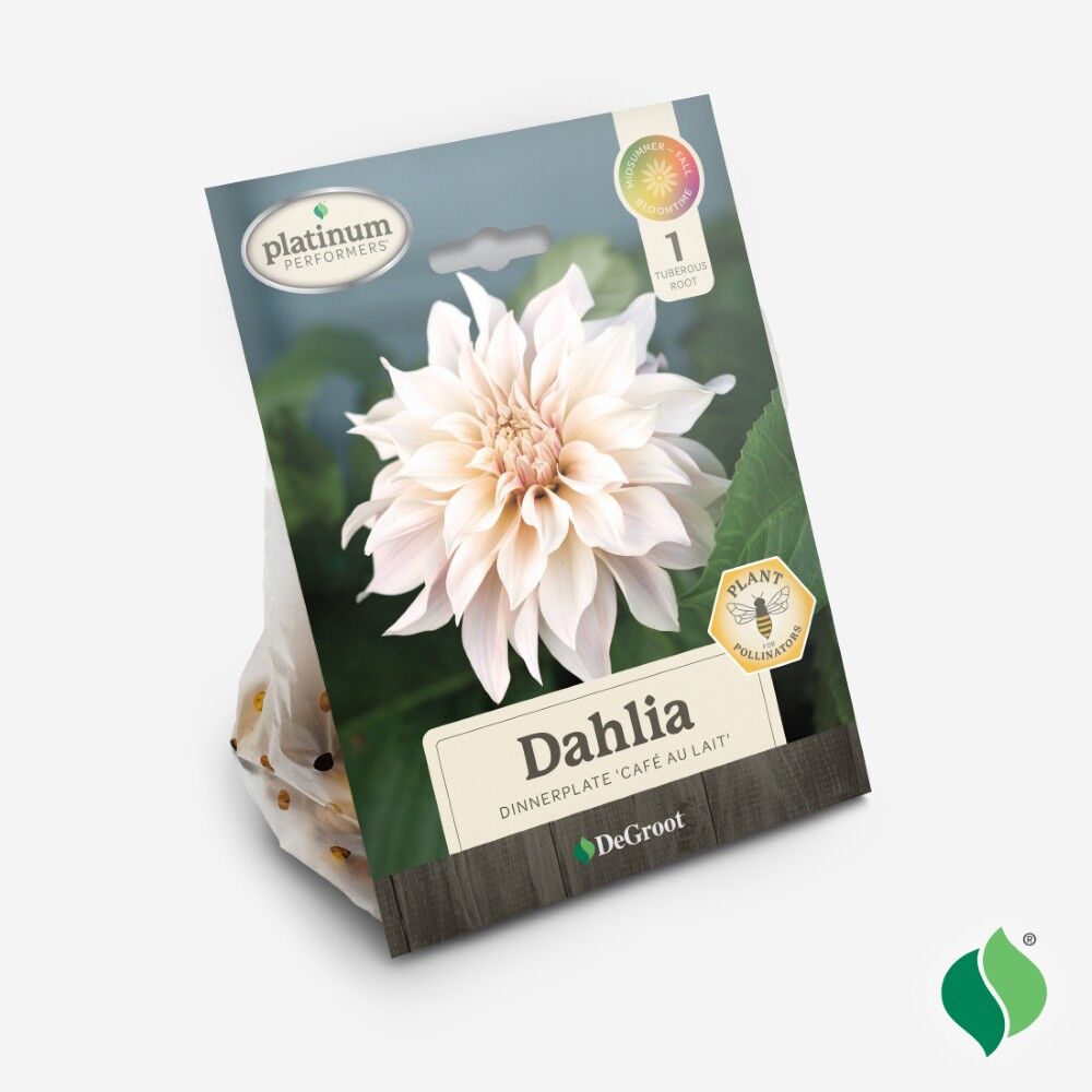 DeGroot Dahlia Dinnerplate, Café Au Lait