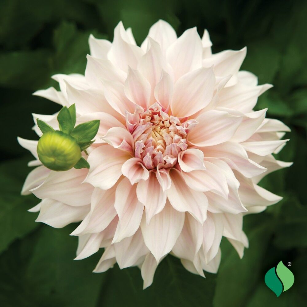 DeGroot Dahlia Dinnerplate, Café Au Lait