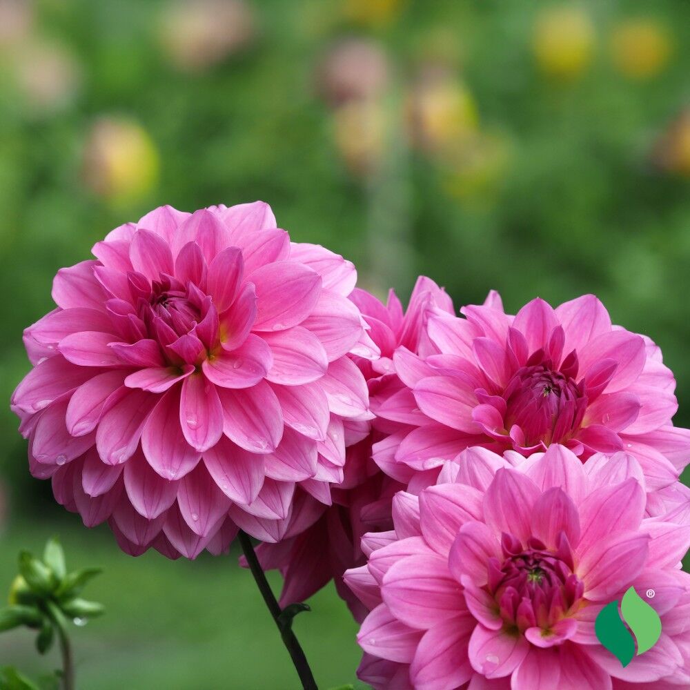 DeGroot Dahlia Dinnerplate, Lucky Number