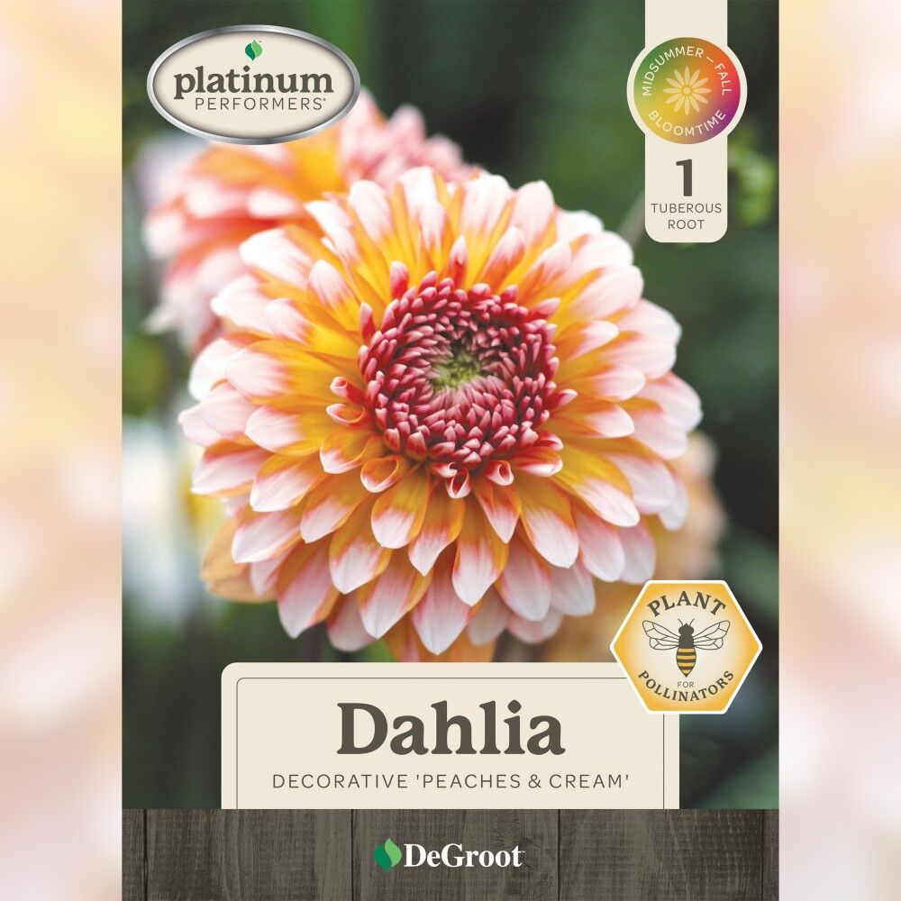 DeGroot Dahlia Decorative, Peaches & Cream