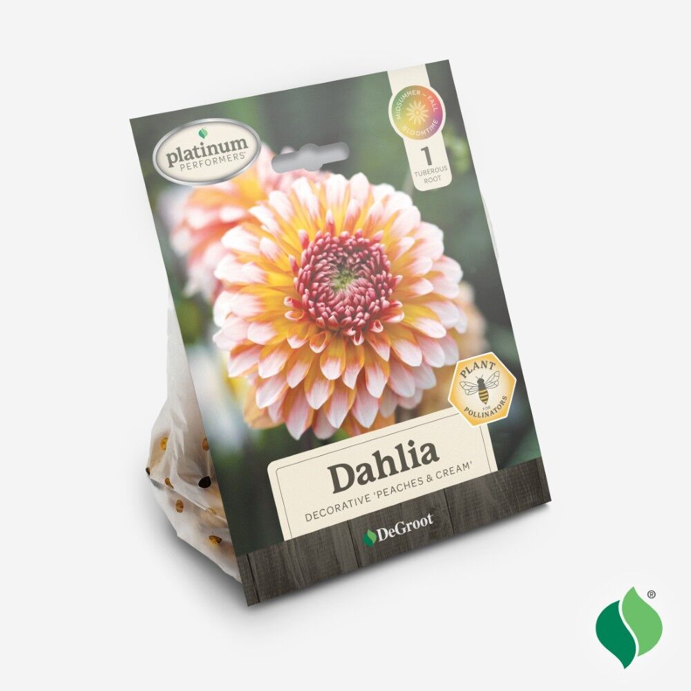 DeGroot Dahlia Decorative, Peaches & Cream