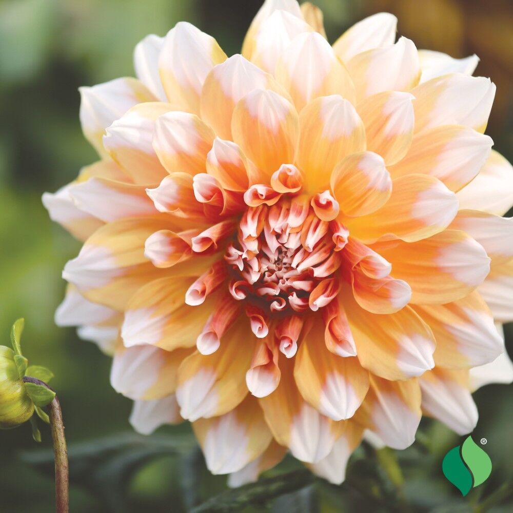 DeGroot Dahlia Decorative, Peaches & Cream