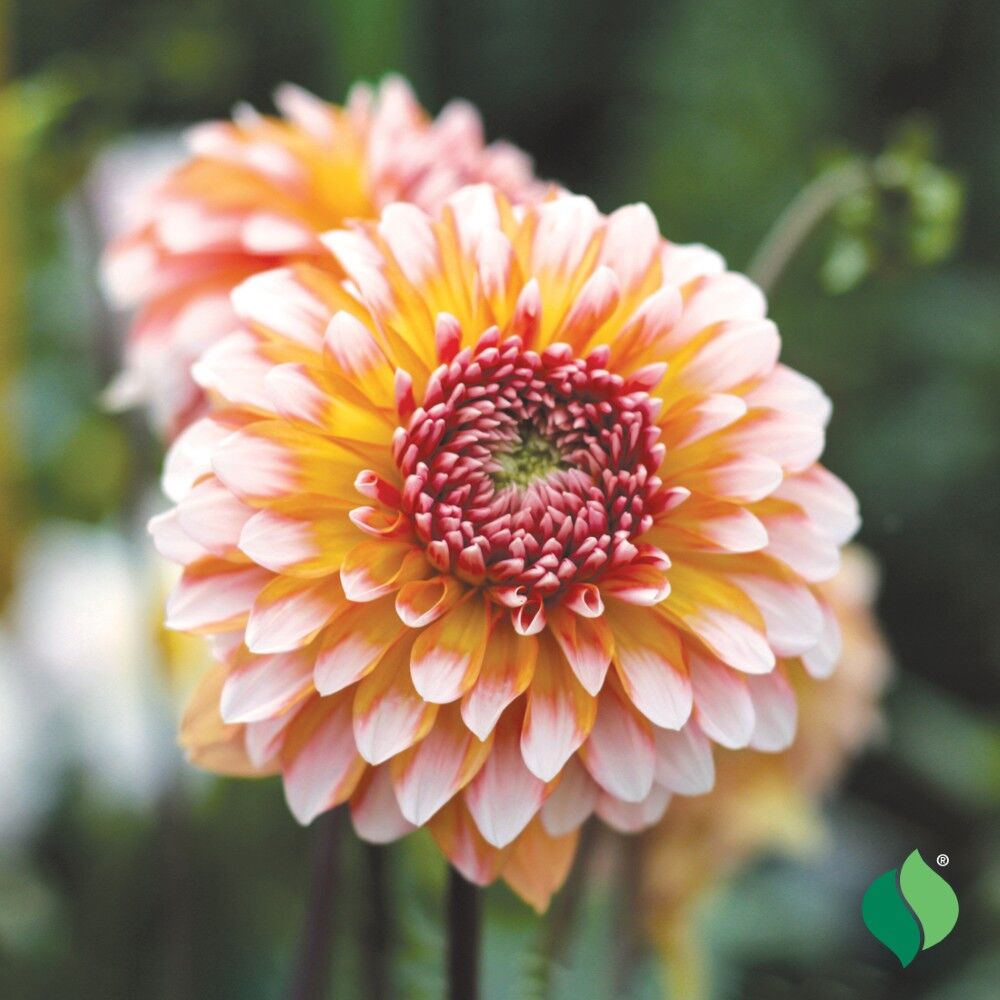 DeGroot Dahlia Decorative, Peaches & Cream