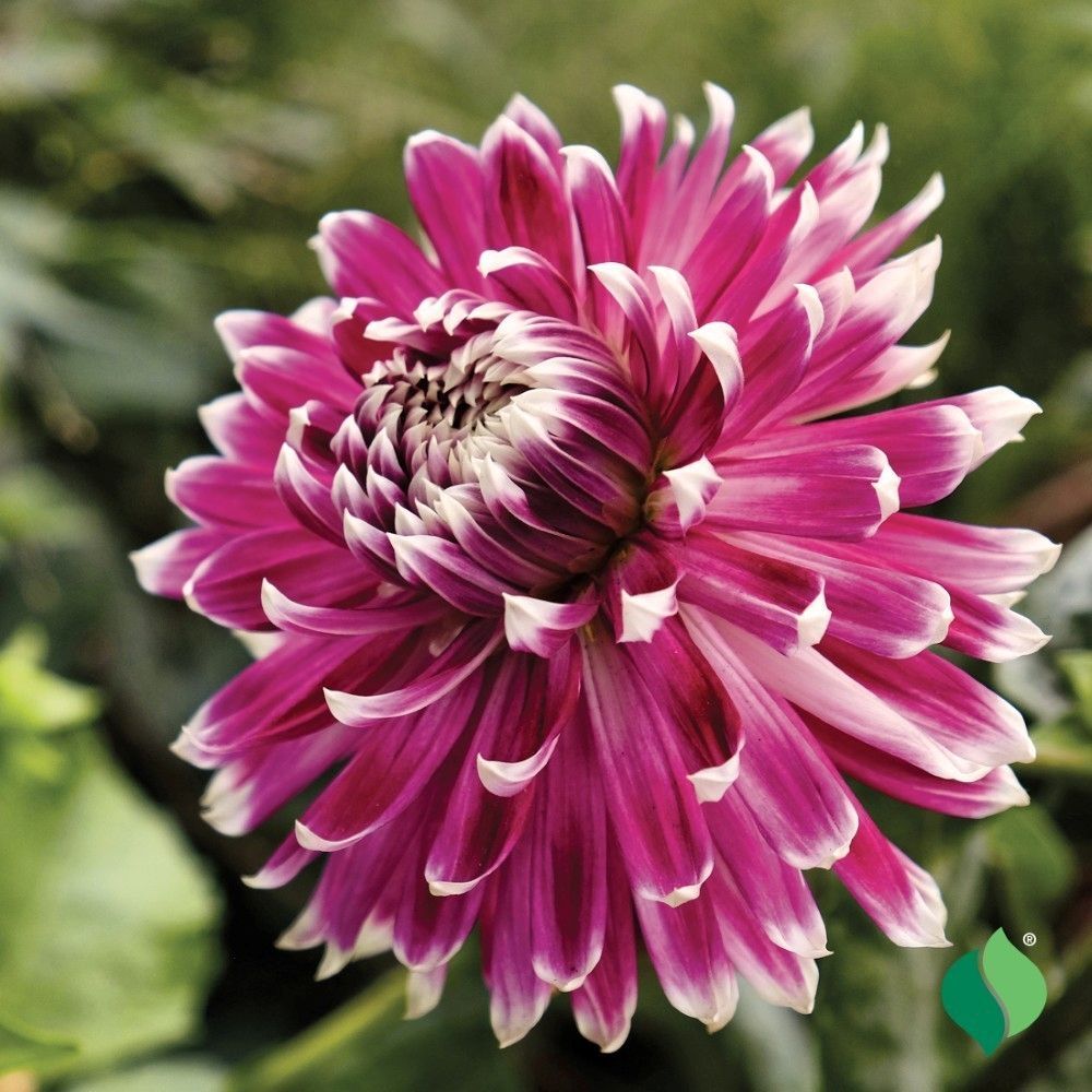 DeGroot Dahlia Dinnerplate, Vancouver