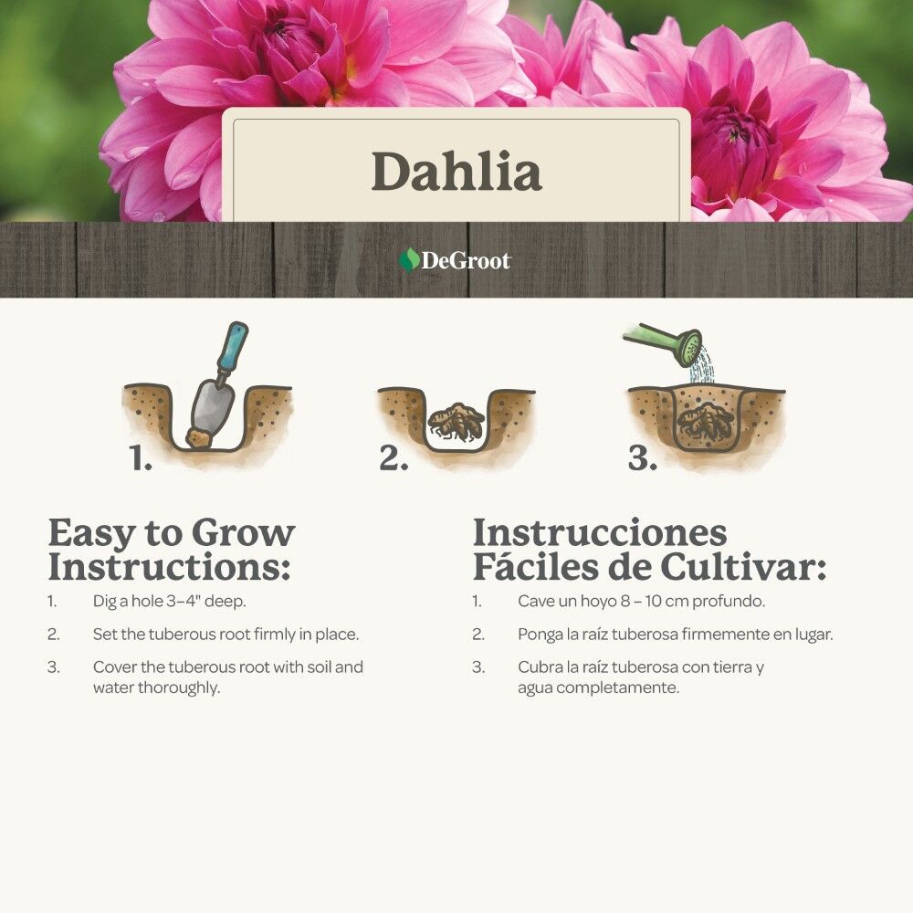 DeGroot Dahlia Dinnerplate, Vancouver