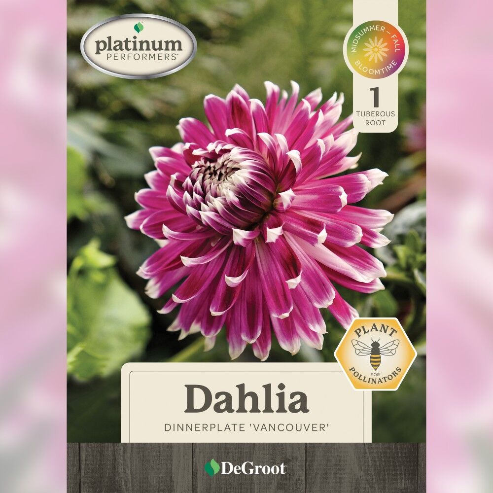 DeGroot Dahlia Dinnerplate, Vancouver