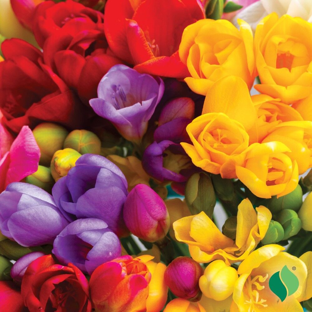 DeGroot Freesia, Double Mix