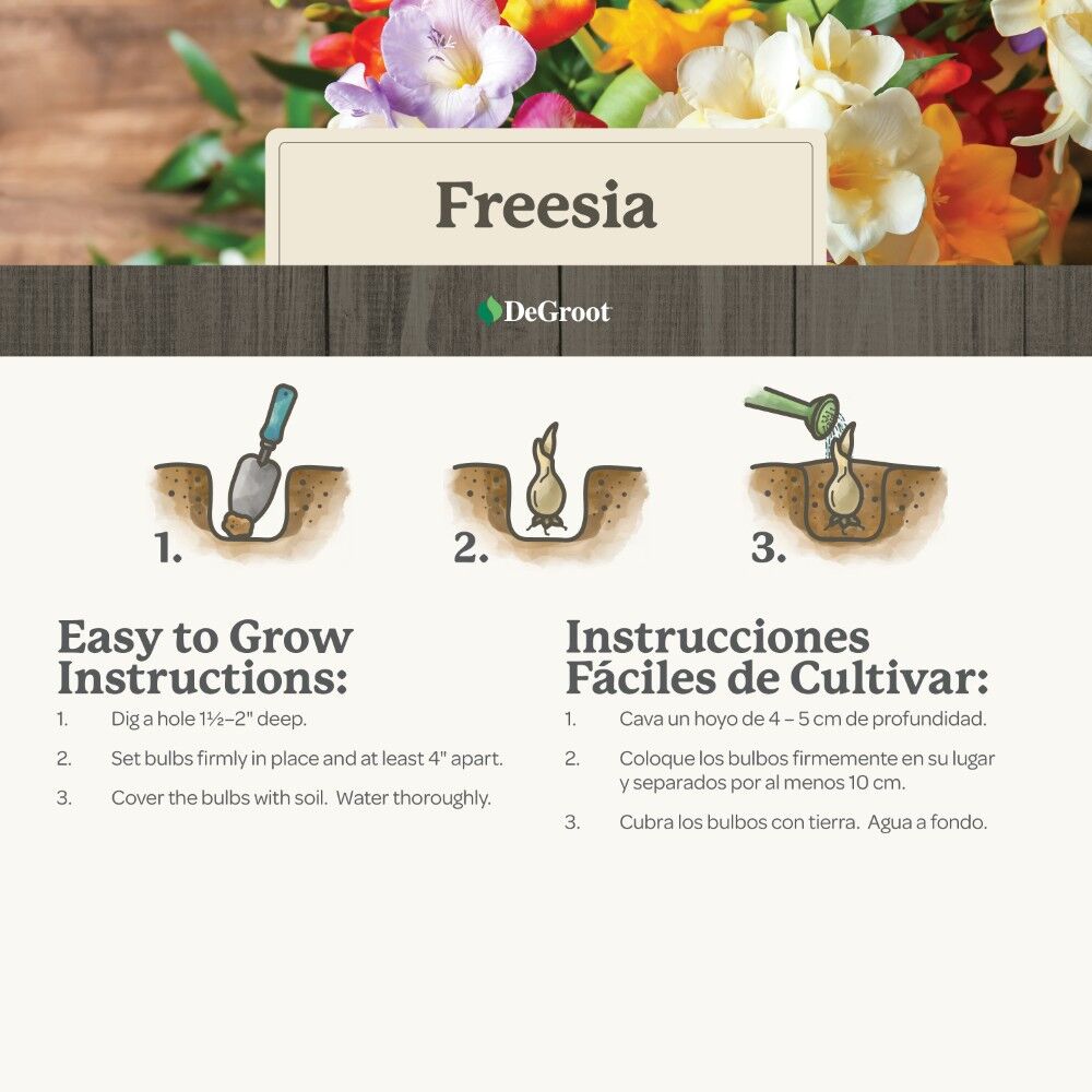 DeGroot Freesia, Double Mix