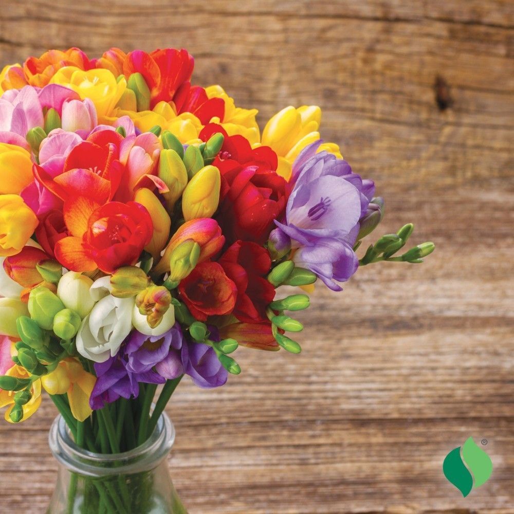 DeGroot Freesia, Double Mix