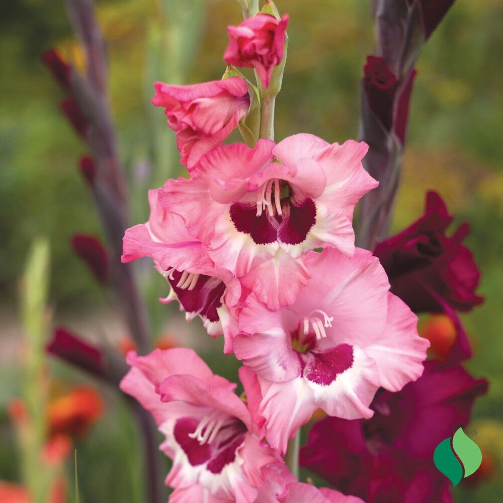DeGroot Gladiolus, Wine and Roses