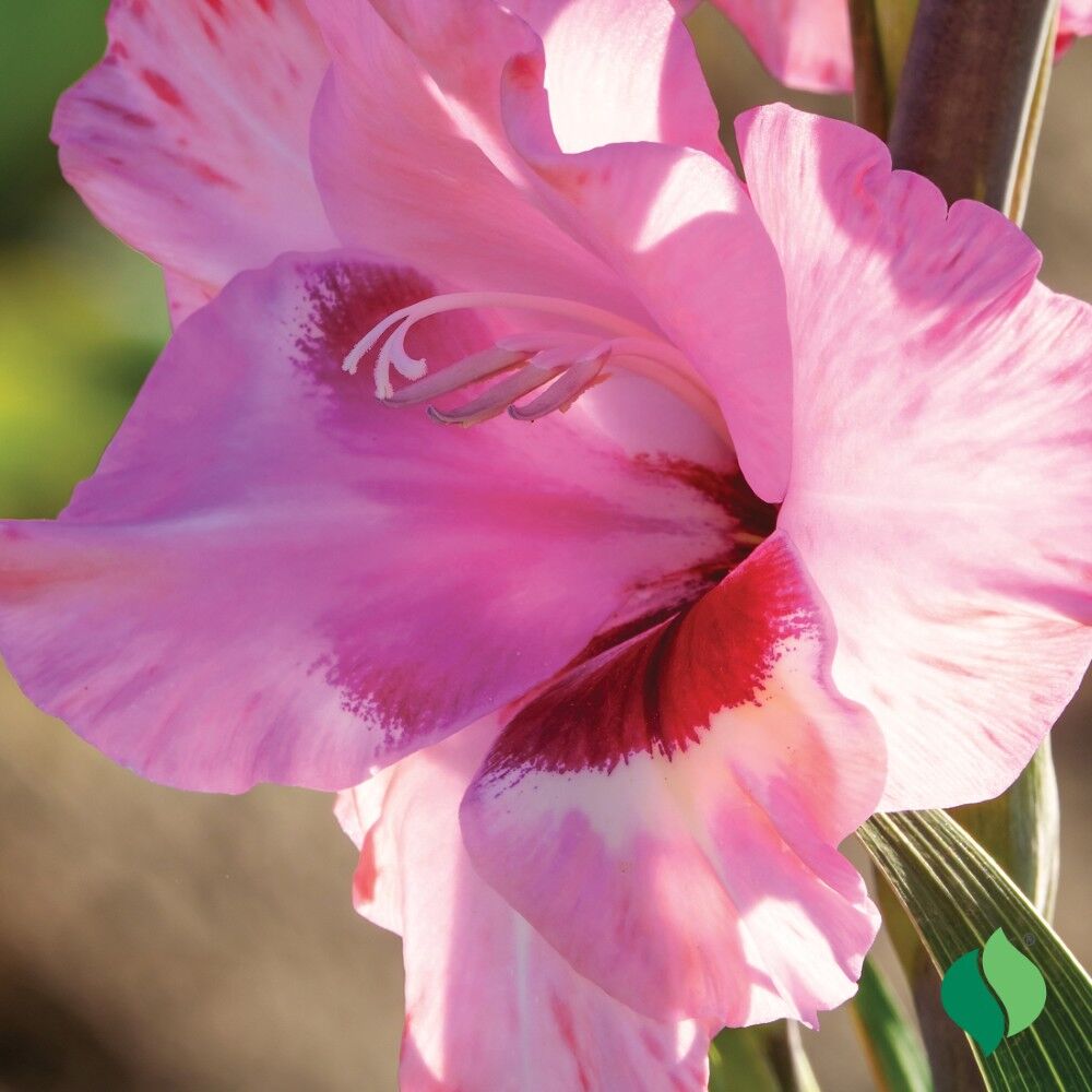 DeGroot Gladiolus, Wine and Roses
