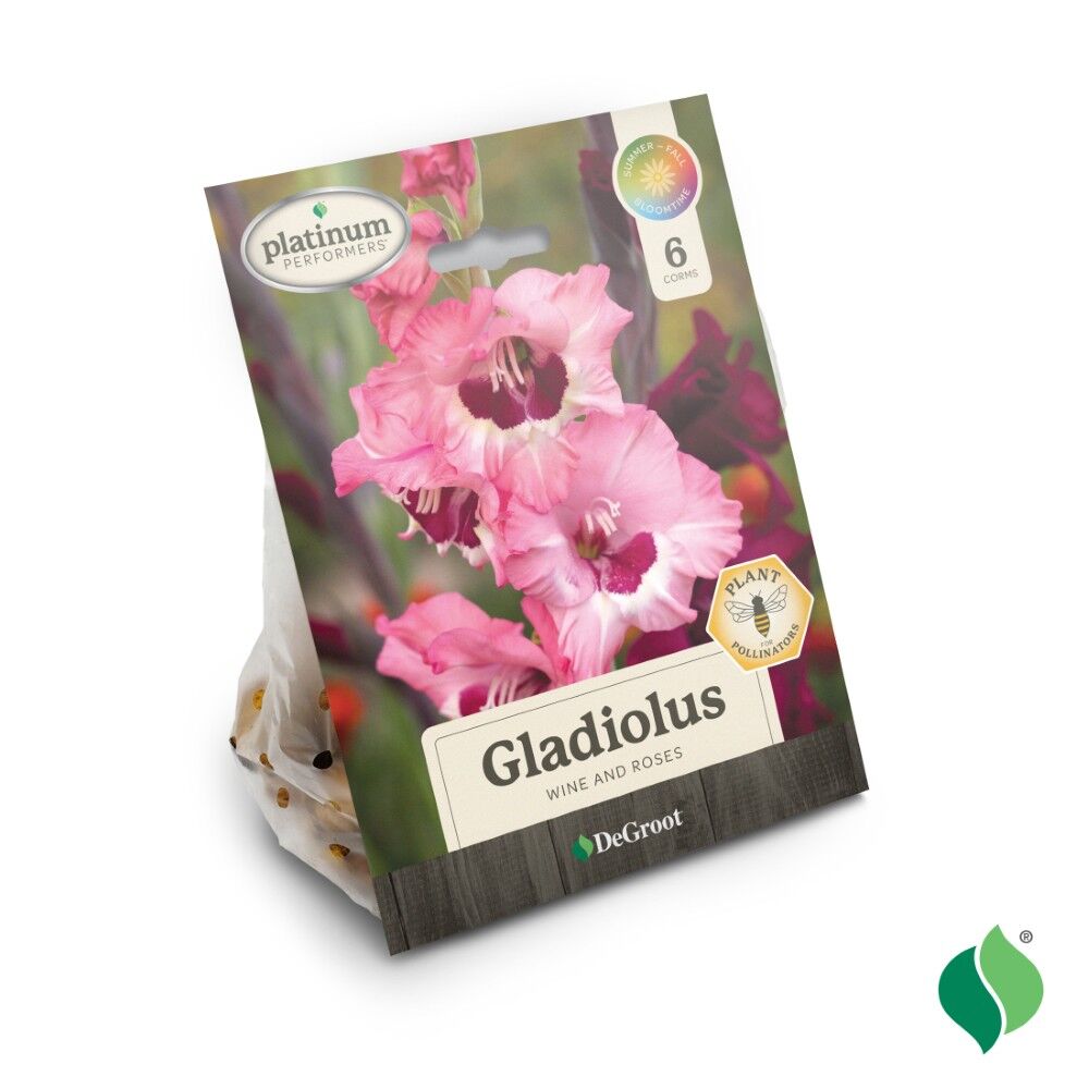 DeGroot Gladiolus, Wine and Roses