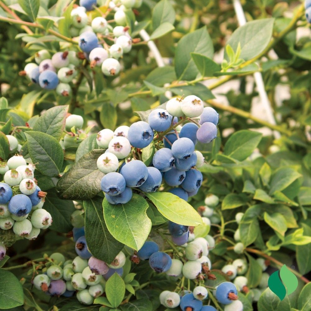 DeGroot Blueberry, Bluecrop