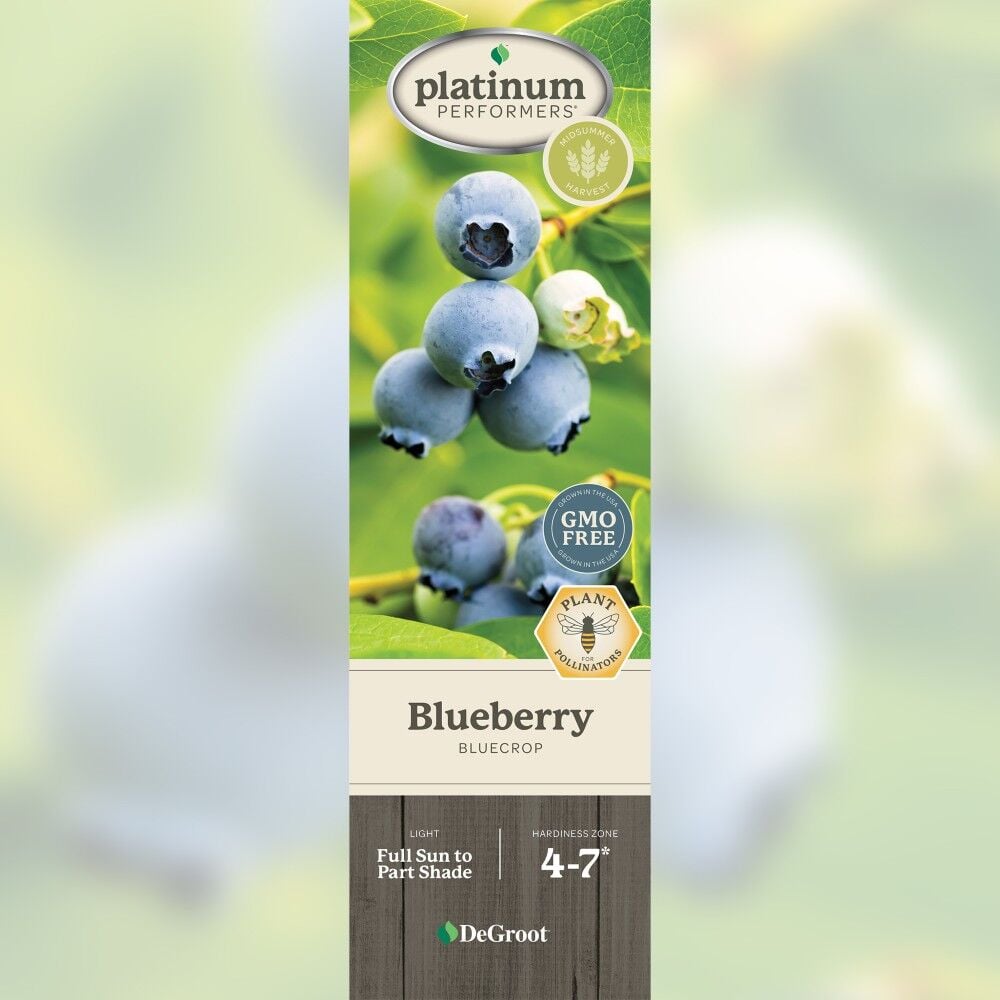 DeGroot Blueberry, Bluecrop