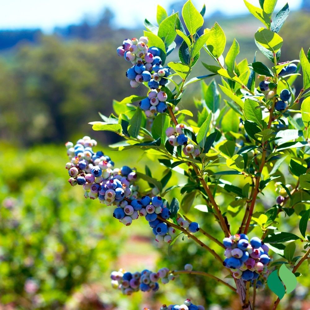 DeGroot Blueberry, Blueray