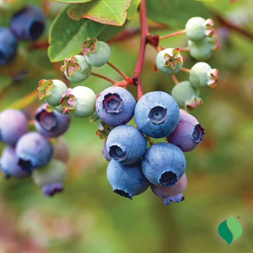 DeGroot Blueberry, Blueray