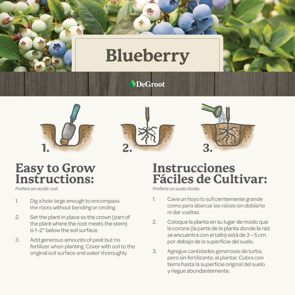 DeGroot Blueberry, Blueray