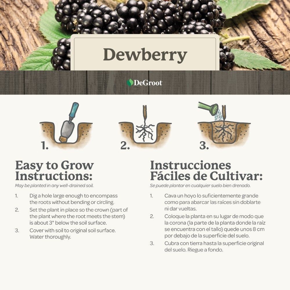 DeGroot Dewberry, Lucretia