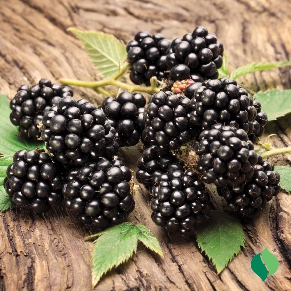 DeGroot Dewberry, Lucretia