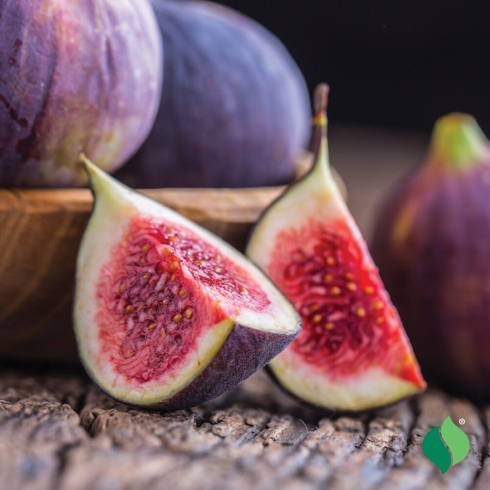 DeGroot Fig, Chicago Hardy