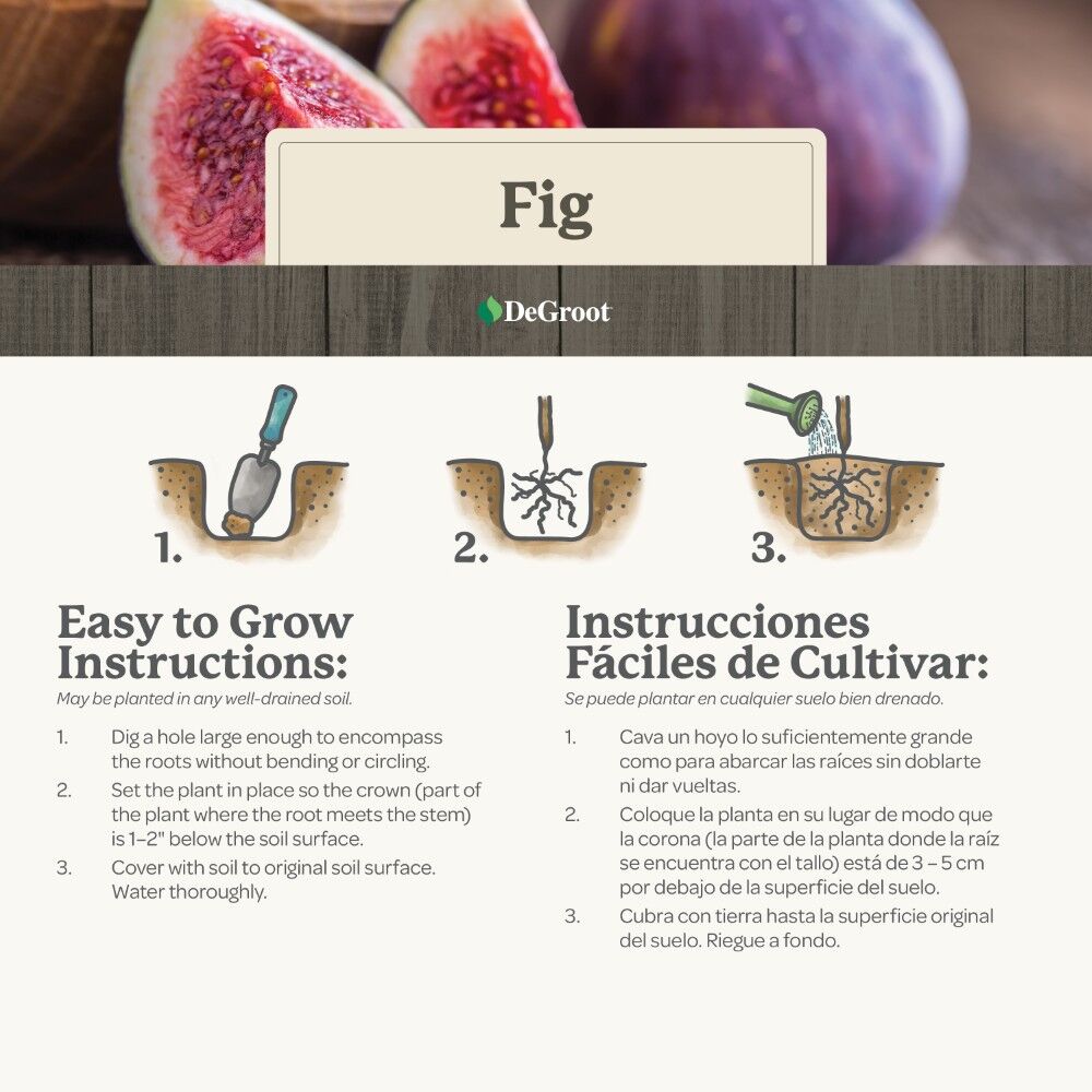 DeGroot Fig, Chicago Hardy