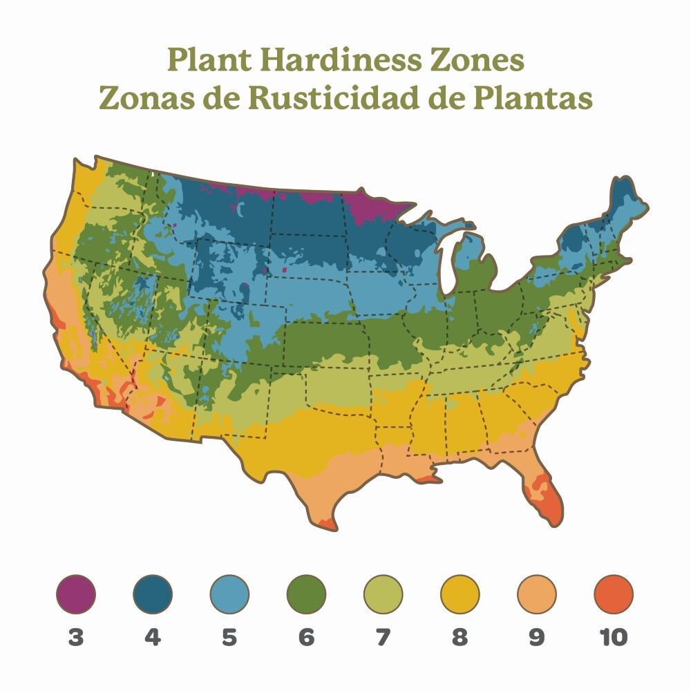 DeGroot Fig, Chicago Hardy
