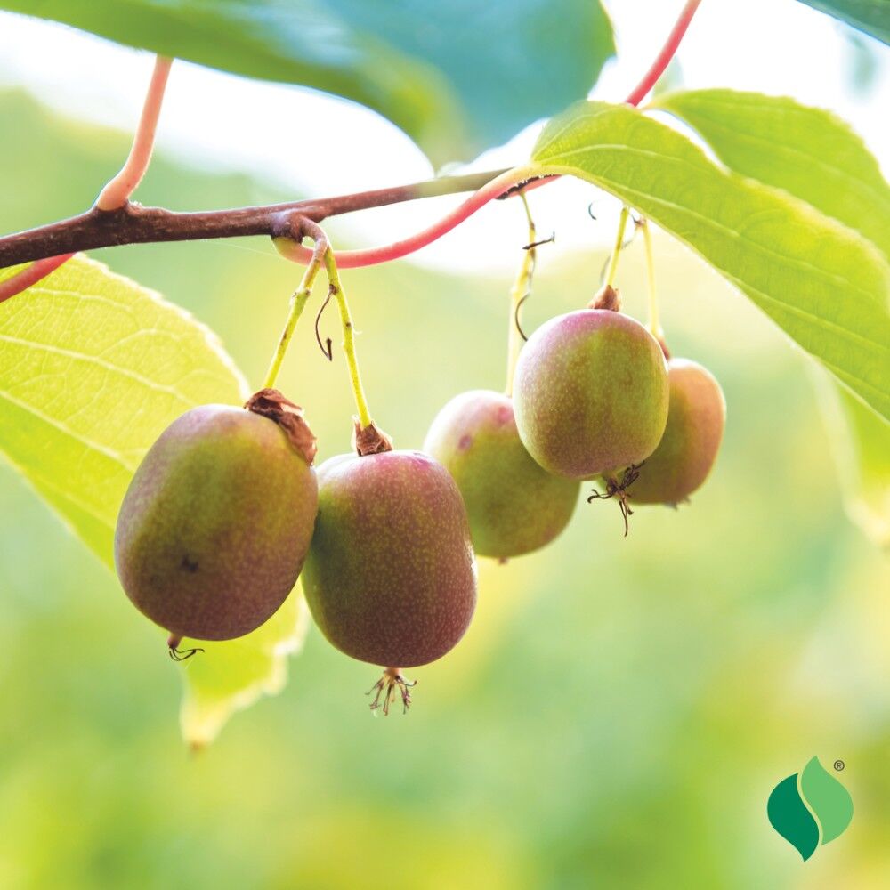 DeGroot Kiwi, Prolific