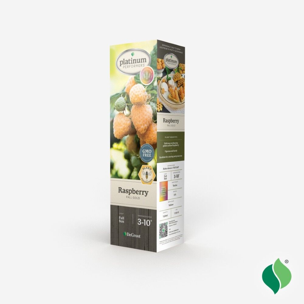 DeGroot Raspberry, Fall Gold