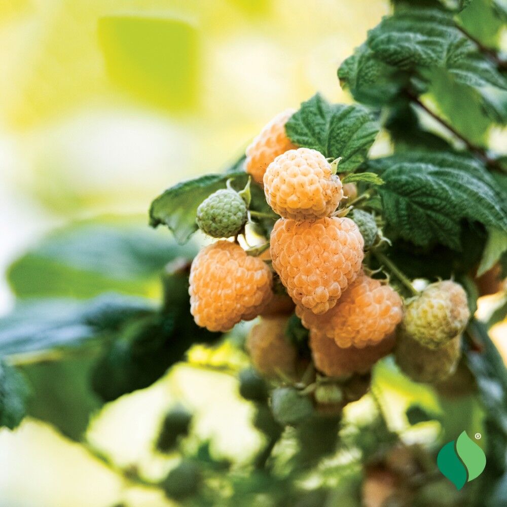 DeGroot Raspberry, Fall Gold