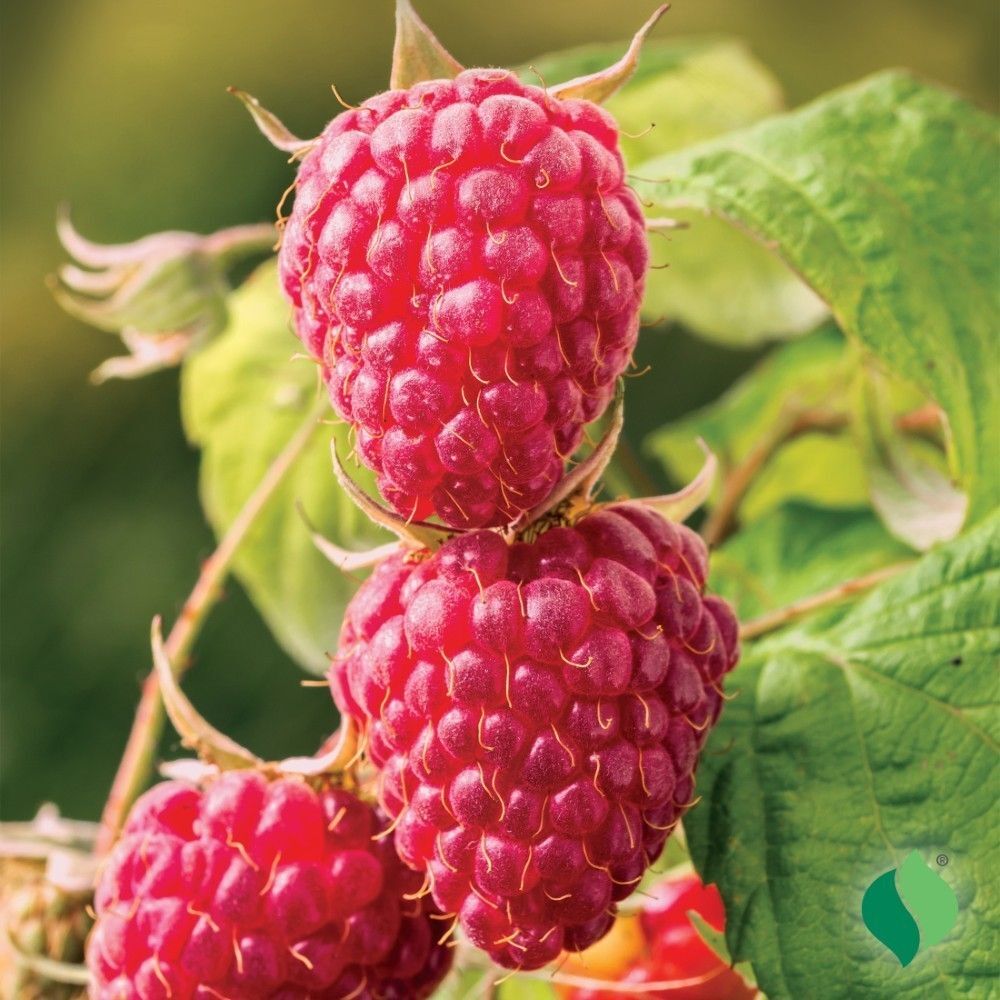 DeGroot Raspberry, Latham