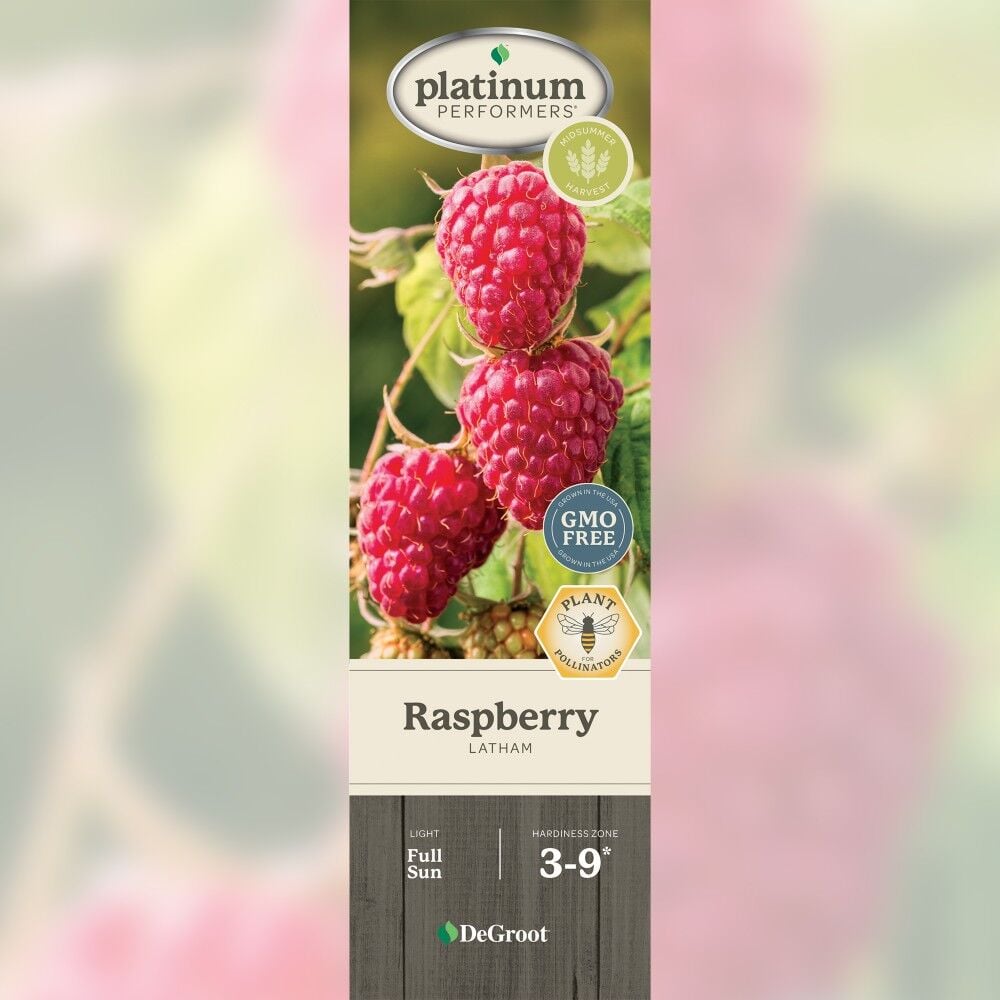 DeGroot Raspberry, Latham