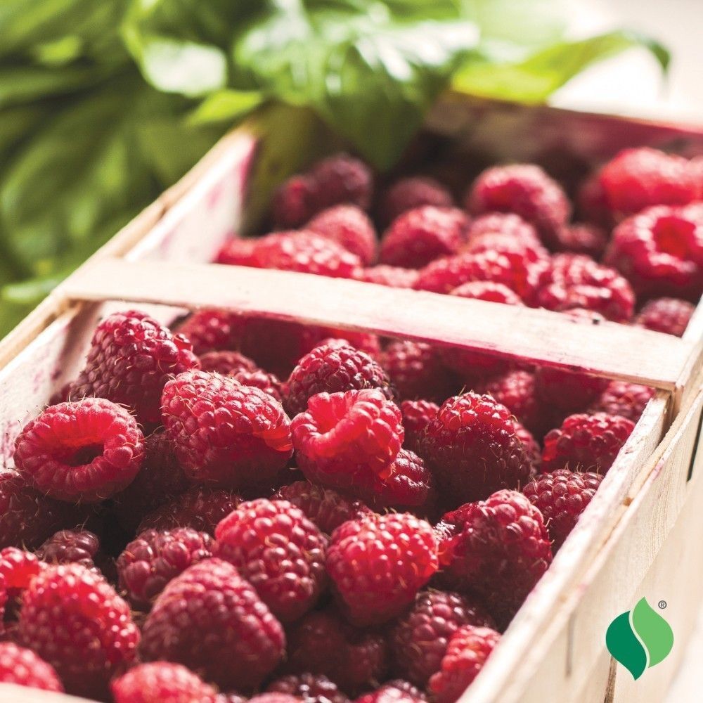 DeGroot Raspberry, Latham