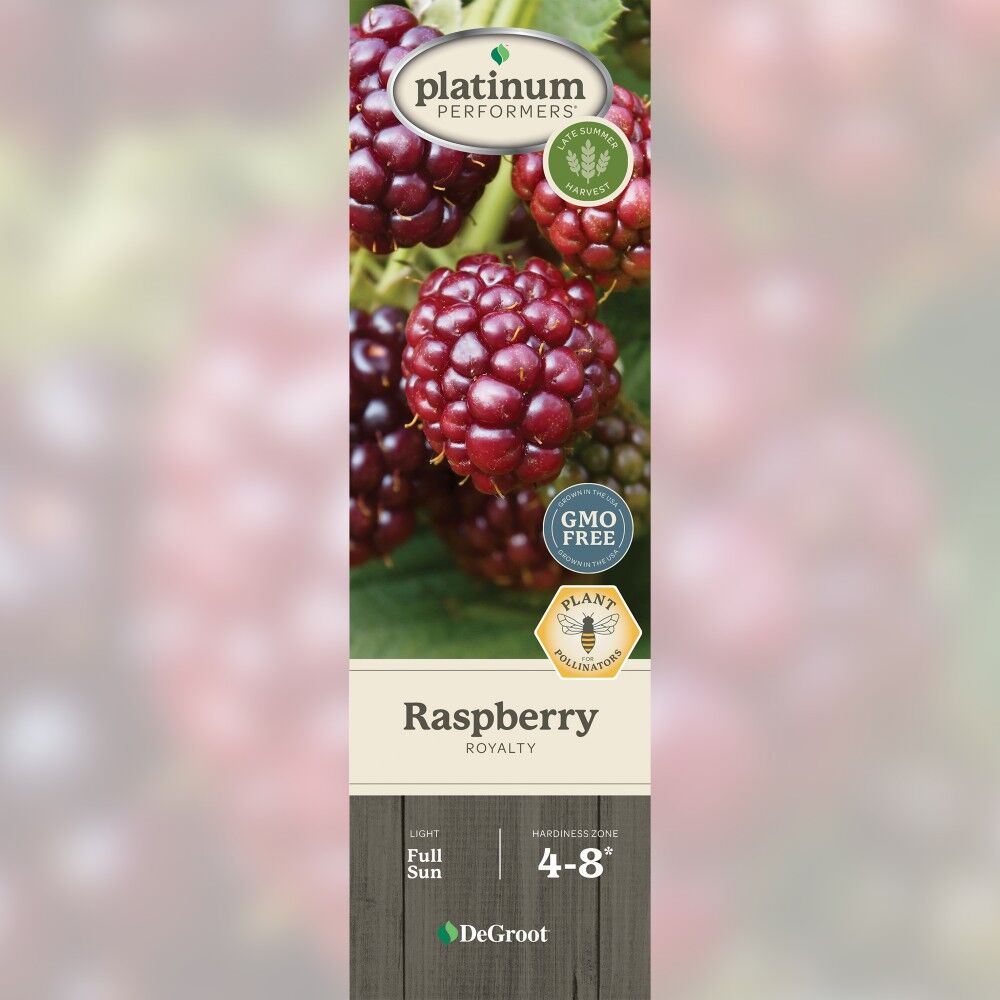 DeGroot Raspberry, Royalty