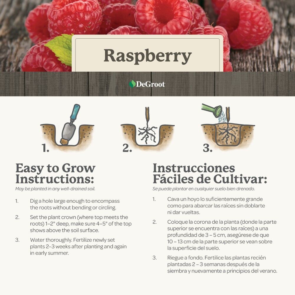 DeGroot Raspberry, Royalty