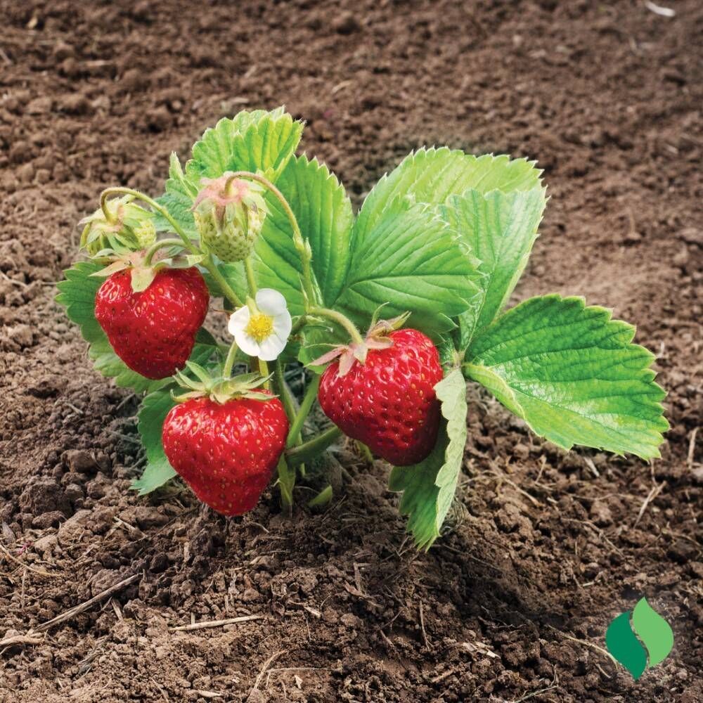 DeGroot Strawberry, Ozark Beauty