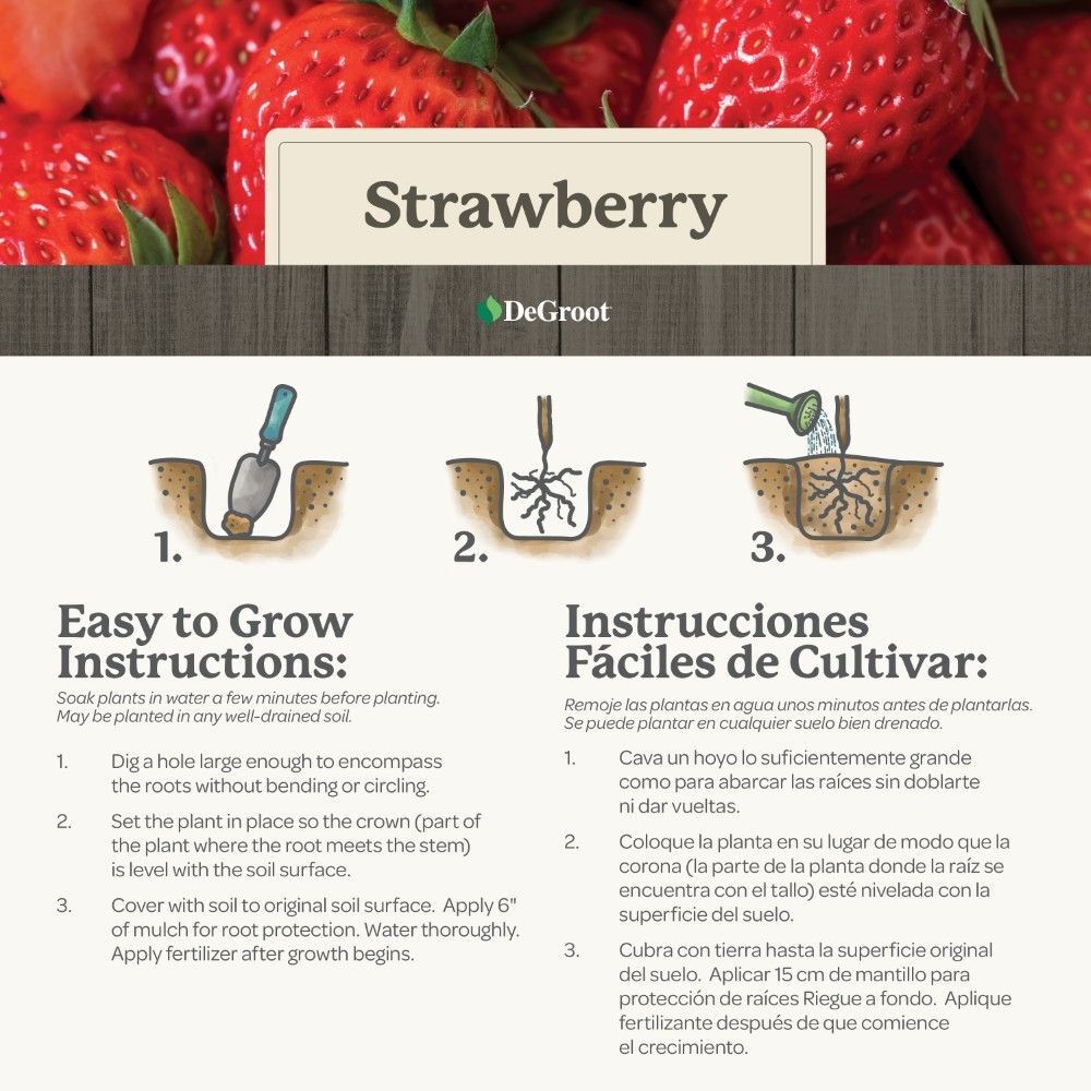 DeGroot Strawberry, Ozark Beauty